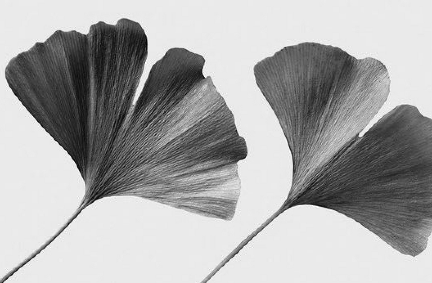 The Synergistic Benefits of Ginkgo Biloba, Magnesium Bisglycinate, and L-Theanine for Sleep and Stress Management