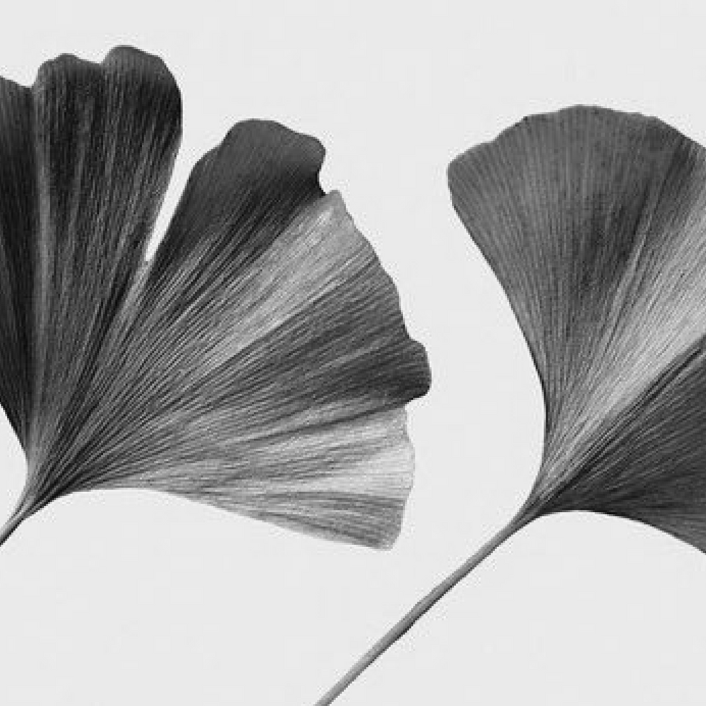 The Synergistic Benefits of Ginkgo Biloba, Magnesium Bisglycinate, and L-Theanine for Sleep and Stress Management
